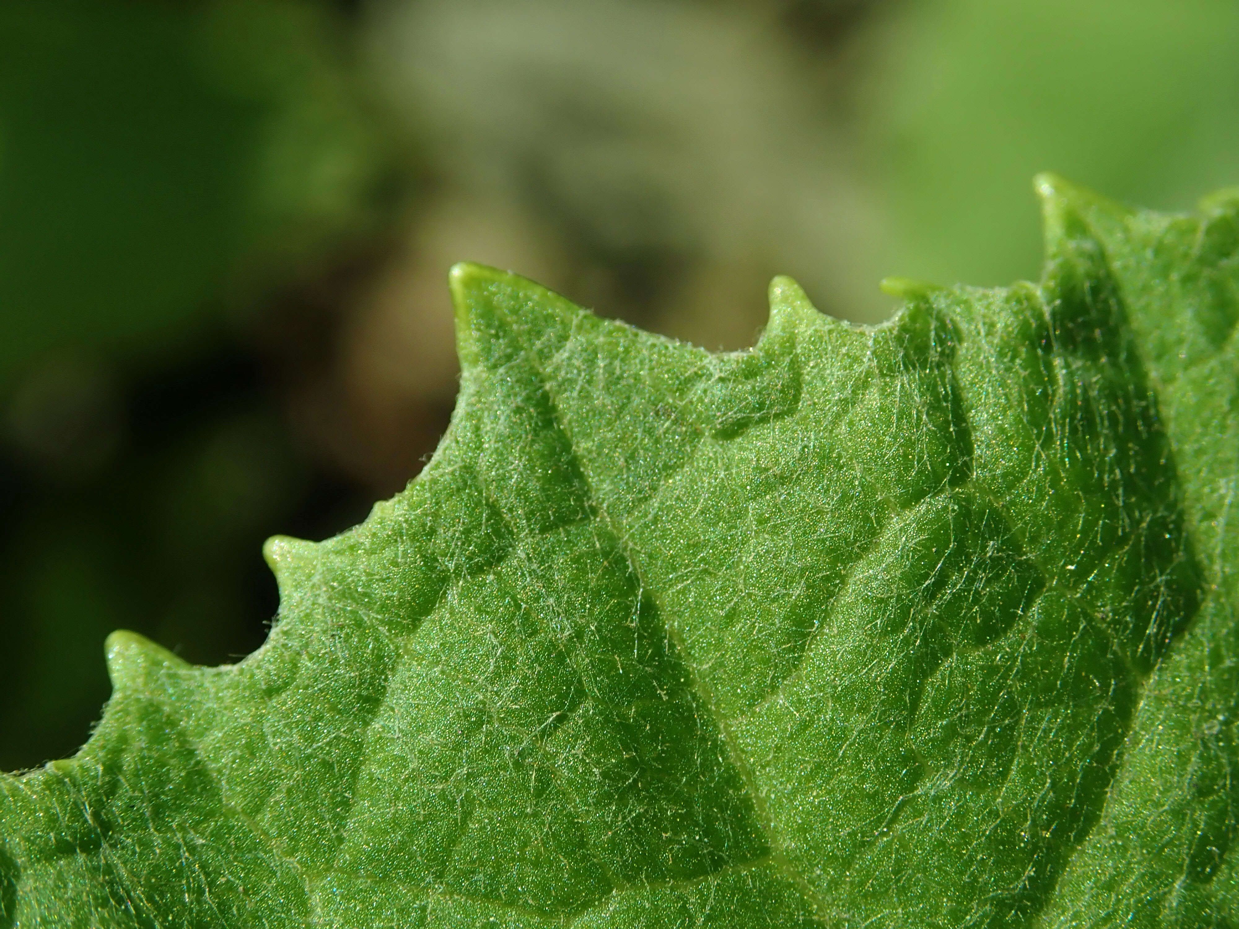 Image of Bog rhubarb