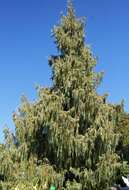 Image of Bhutan Cypress