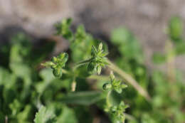 Image of sticky chickweed