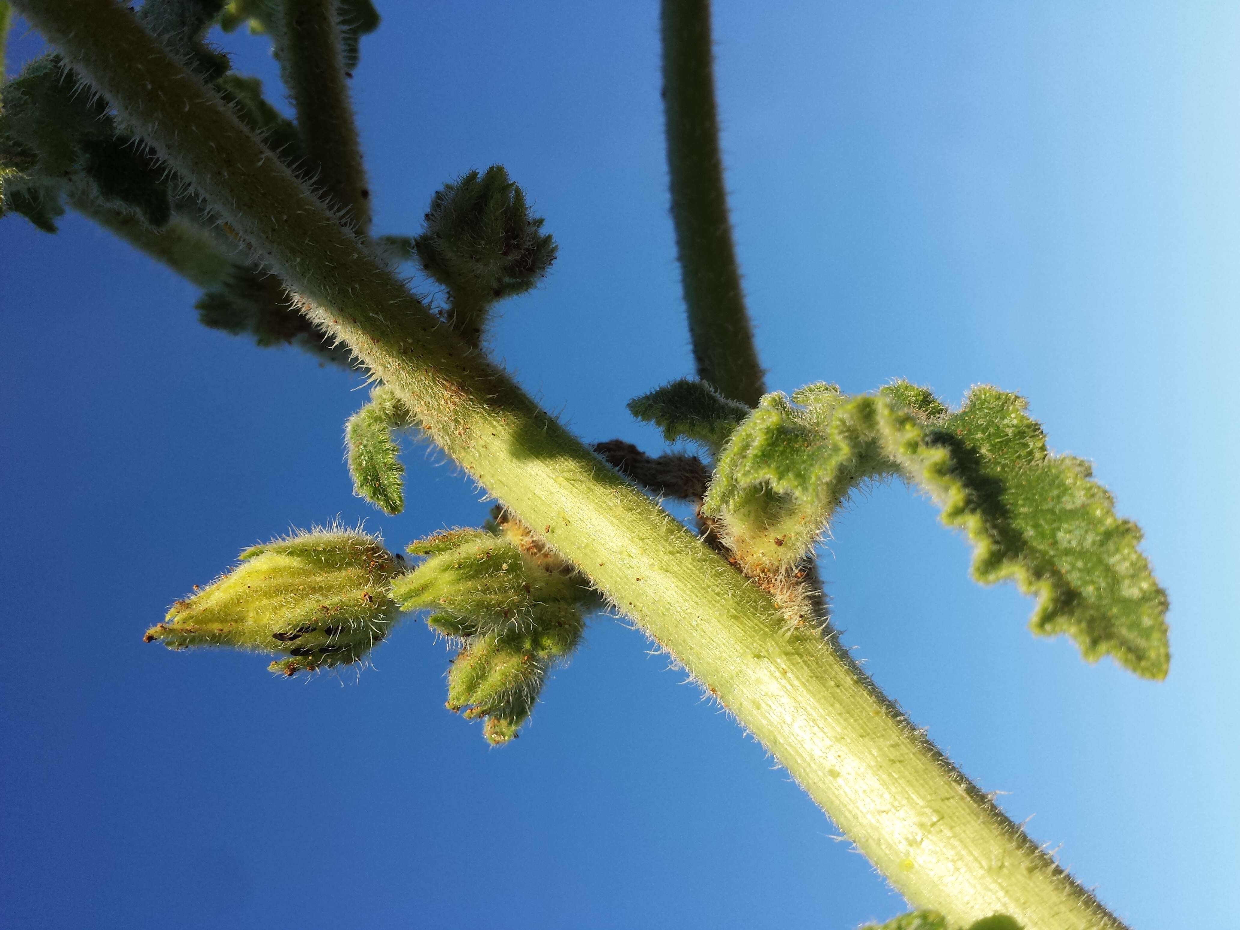 Image of squirting cucumber