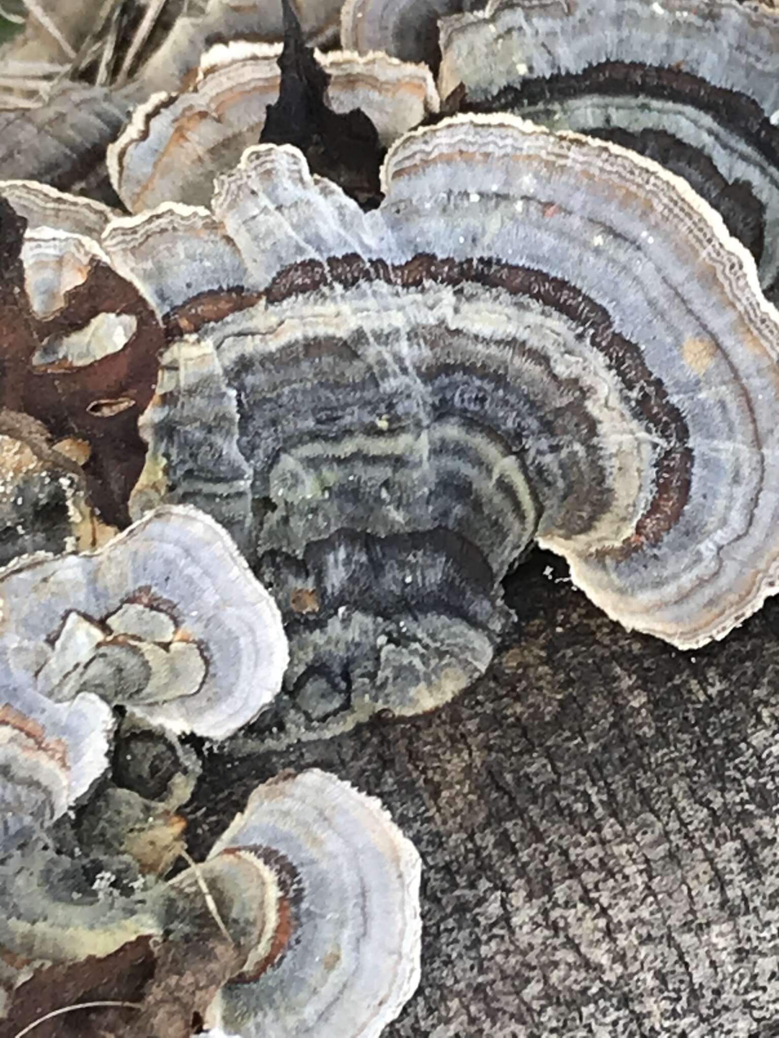 Image of Turkey Tail