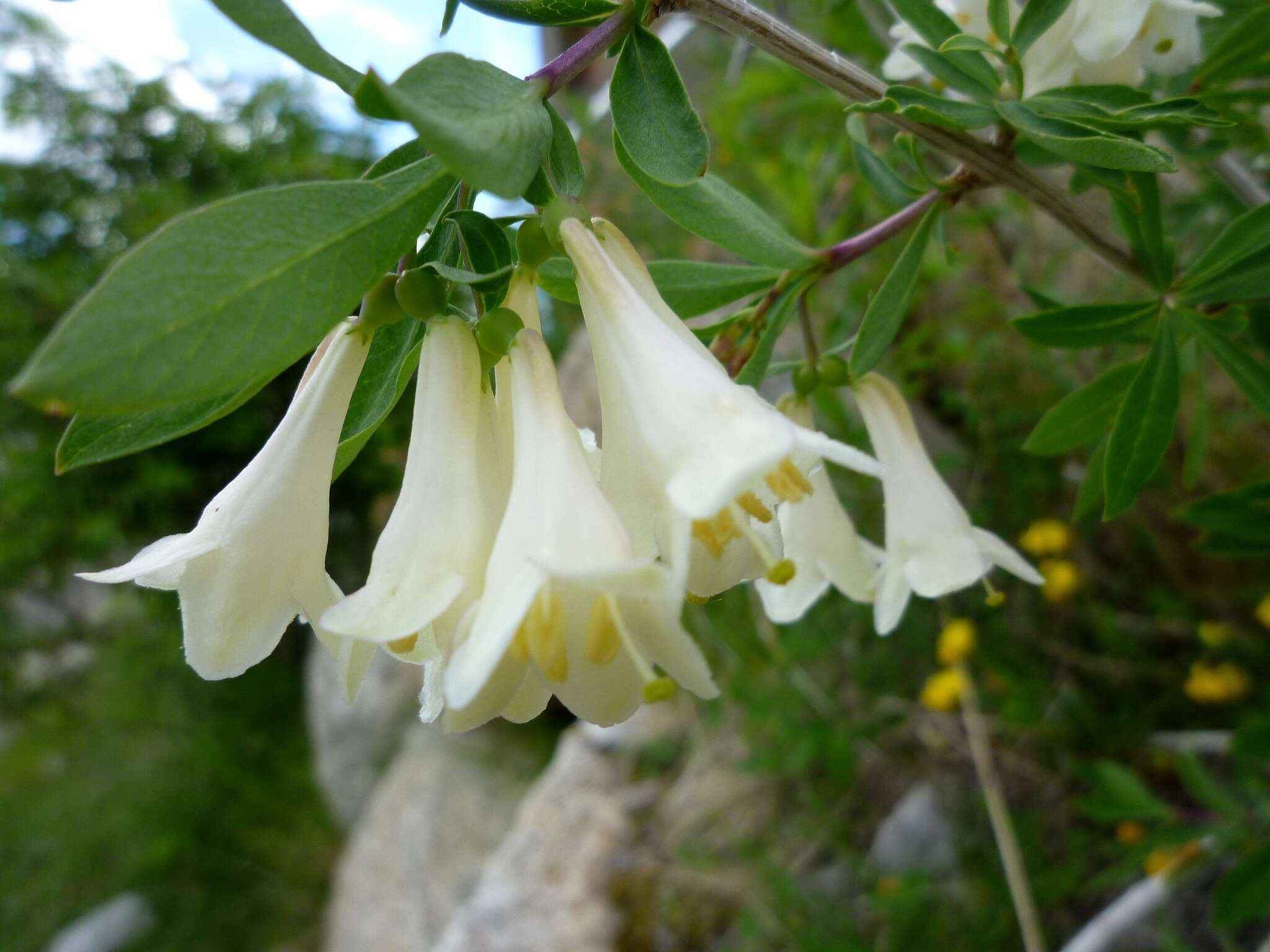 Image of Lonicera pyrenaica L.