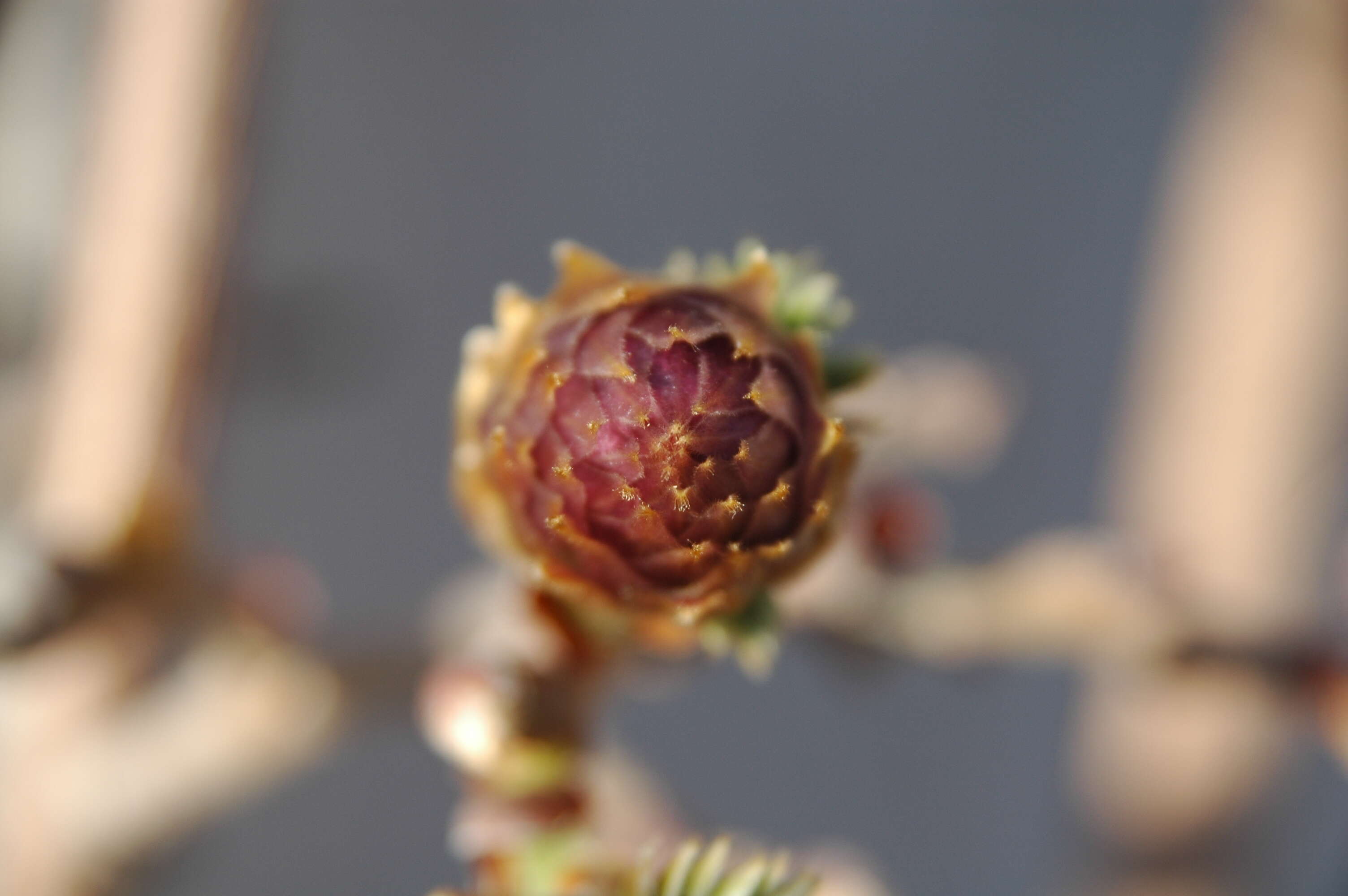 Wisteria brachybotrys Siebold & Zucc.的圖片