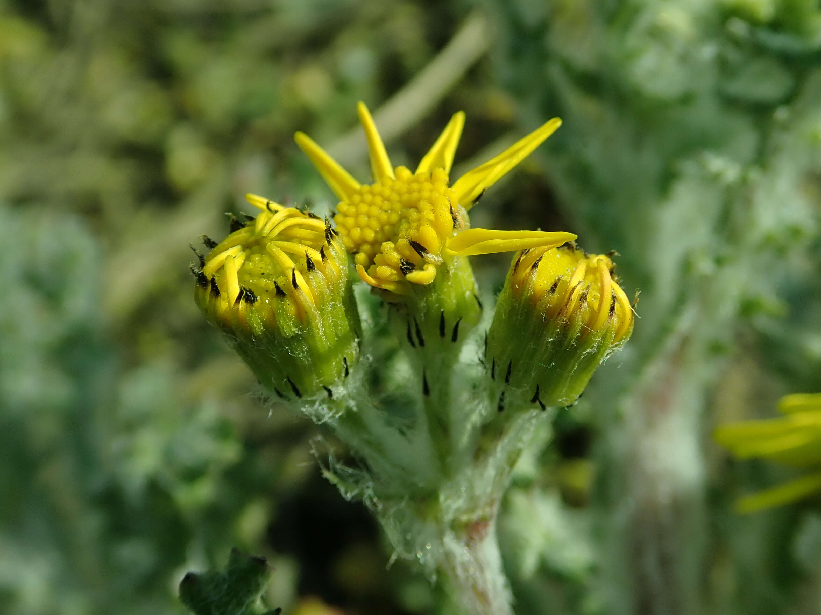 Image of eastern groundsel