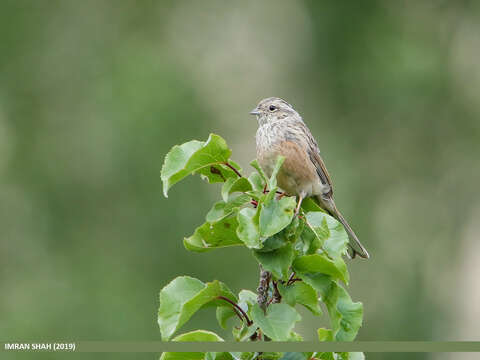 Image of European Rock Bunting