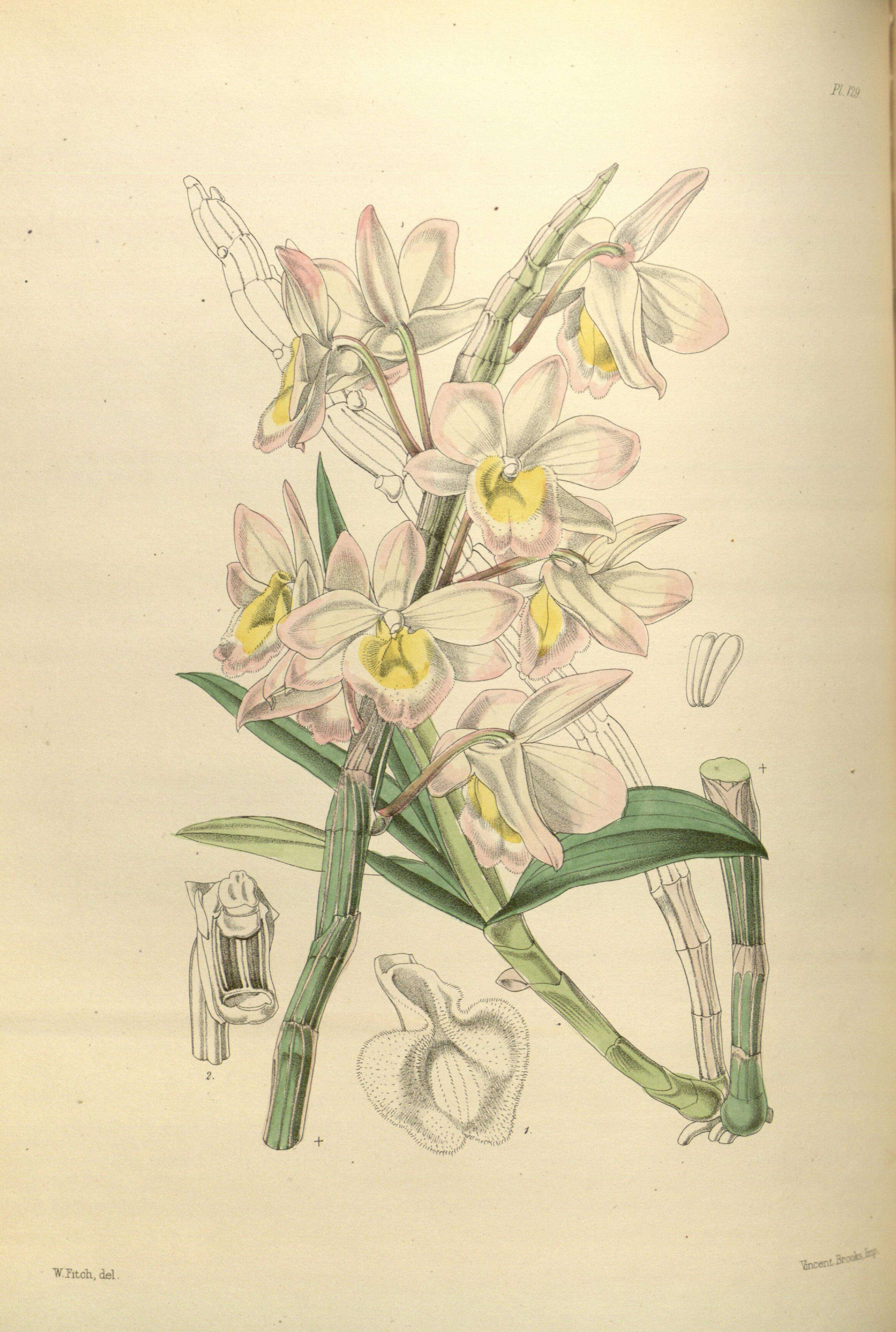 Plancia ëd Dendrobium crepidatum Lindl. & Paxton