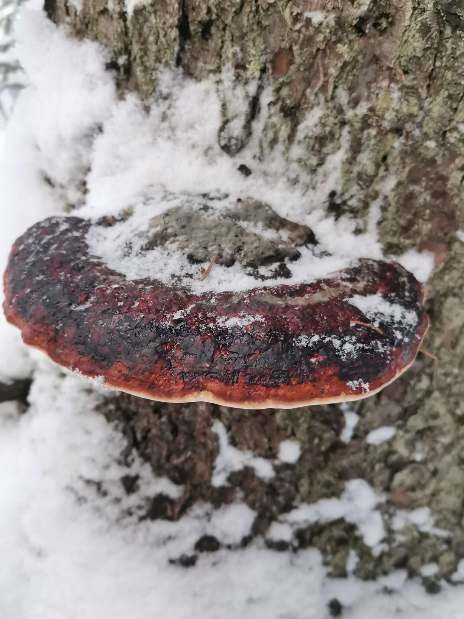 Image of Red-banded bracket