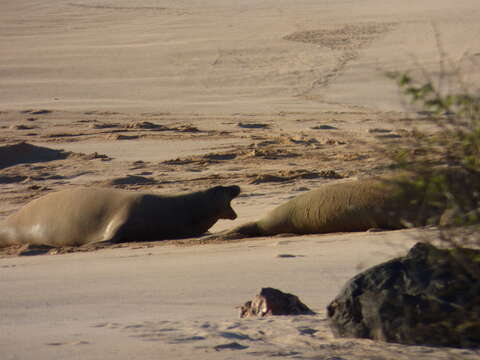 Image of Hawaiian Monk Seal