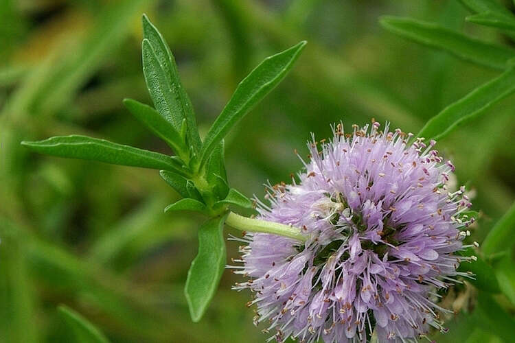 Image of hart's pennyroyal