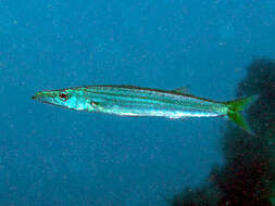 Image of Japanese barracuda