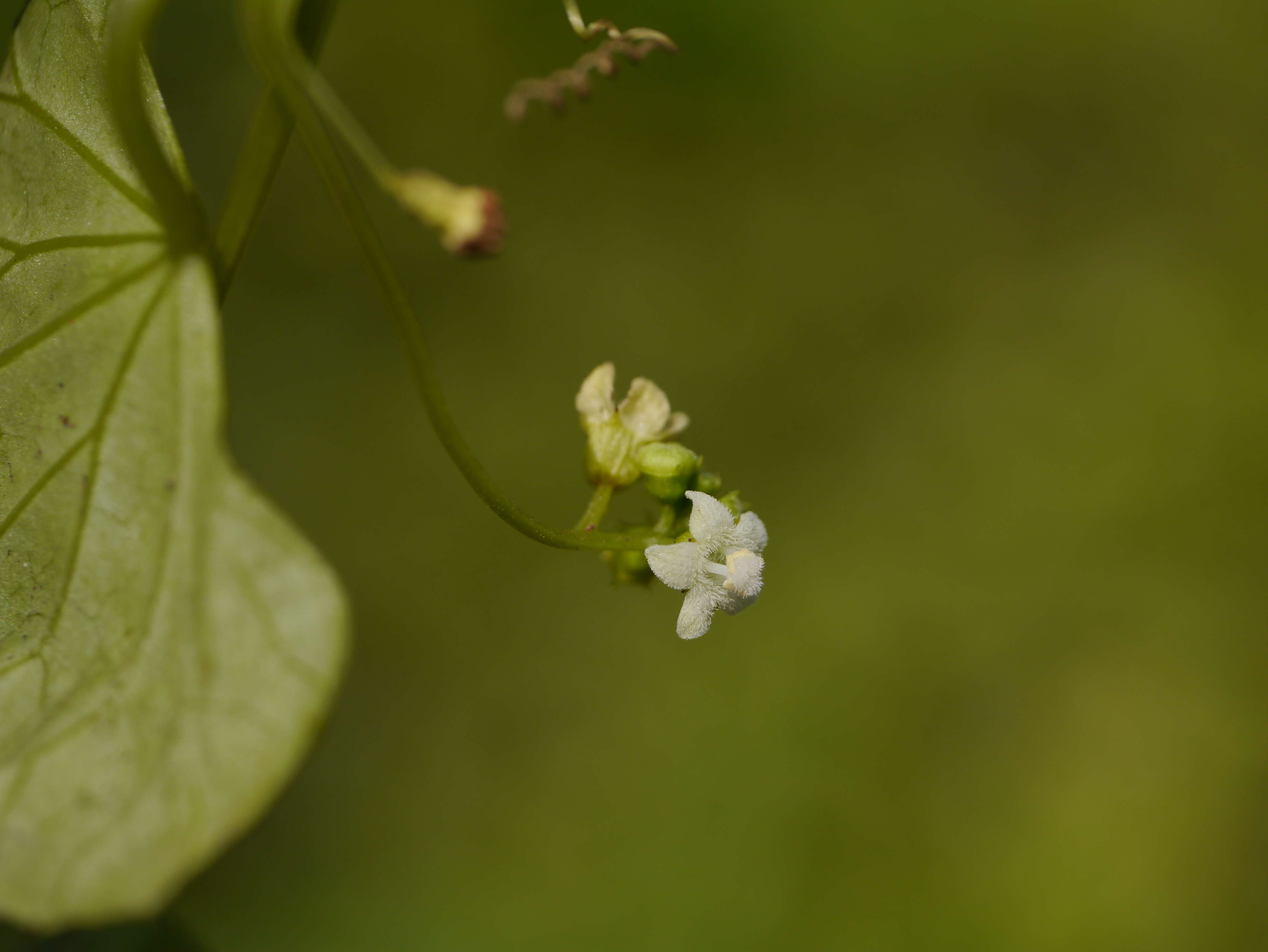 Sivun Zehneria scabra (L. fil.) Sond. kuva