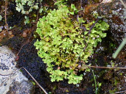 Image of Cladonia foliacea (Huds.) Willd.