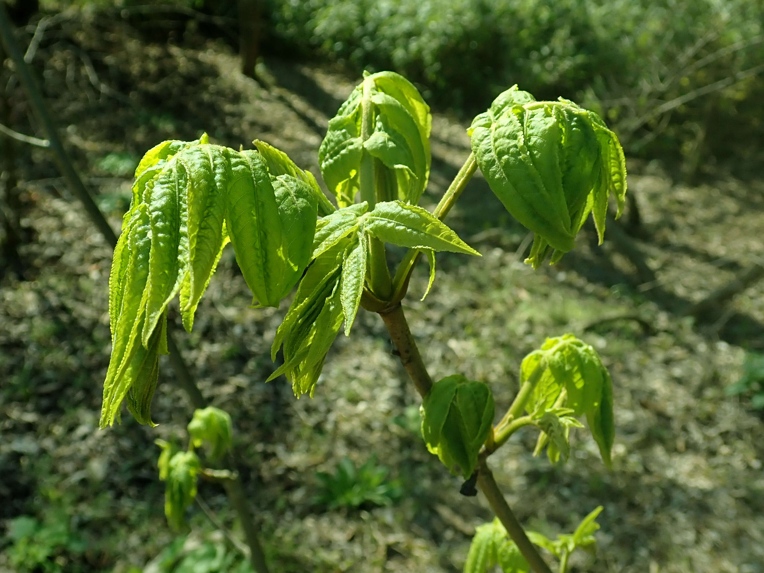 Plancia ëd Pterocarya rhoifolia Sieb. & Zucc.