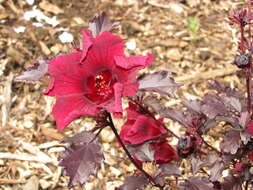 Image of African rosemallow