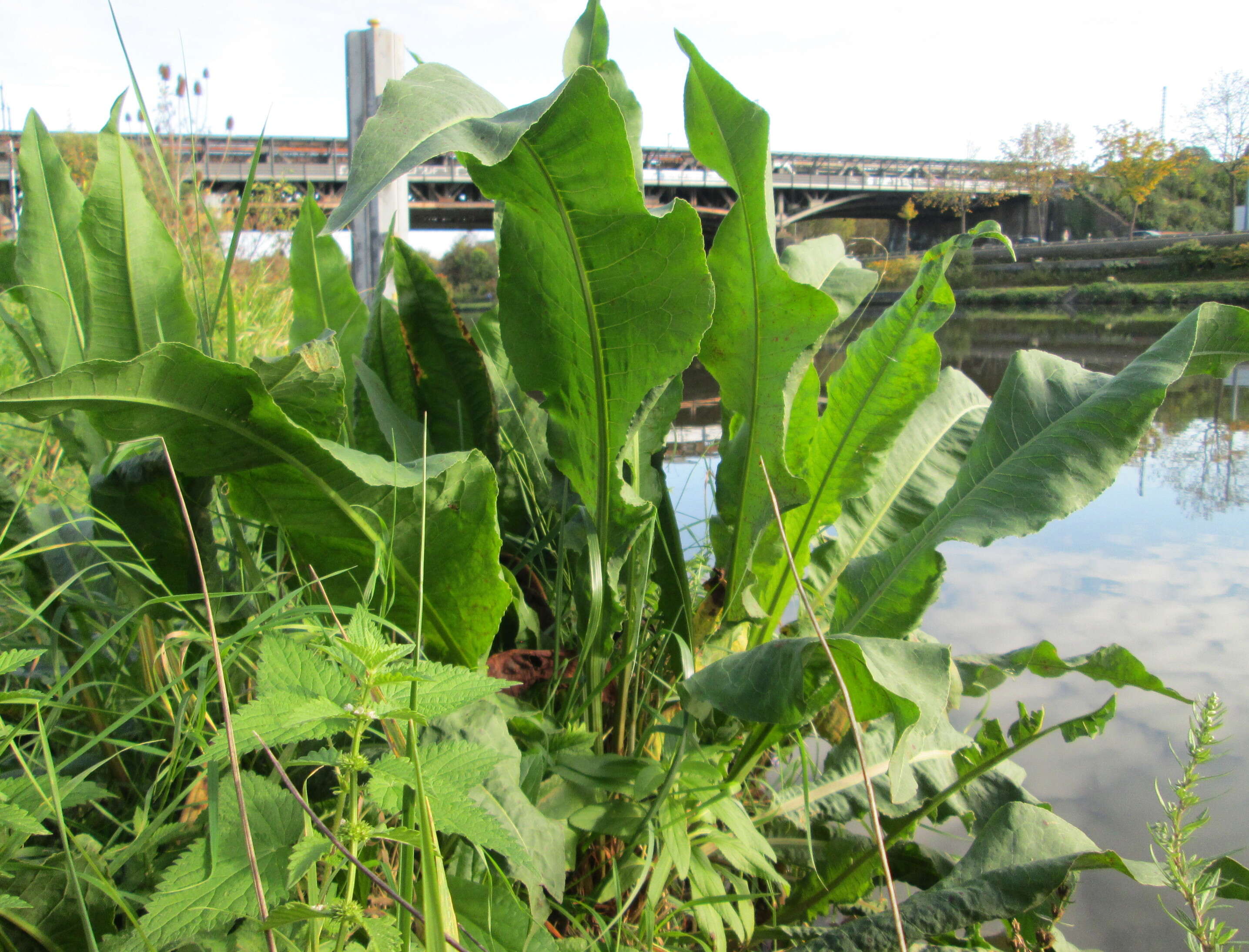 Image of Water Dock