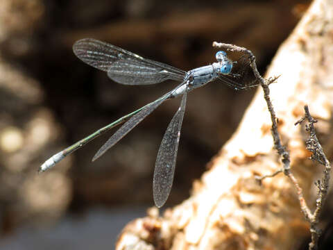 Image of Northern Spreadwing