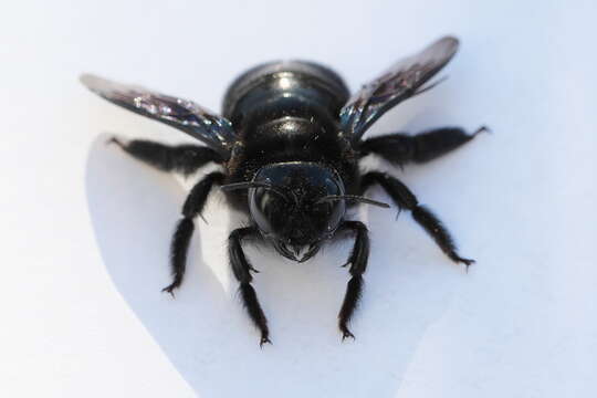 Imagem de Xylocopa violacea (Linnaeus 1758)