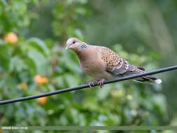 Image of Oriental Turtle Dove