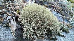 Image of Thorn cladonia