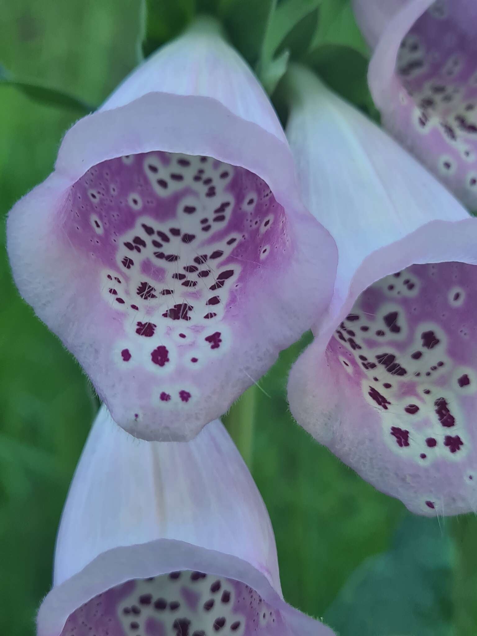 Imagem de Digitalis purpurea L.