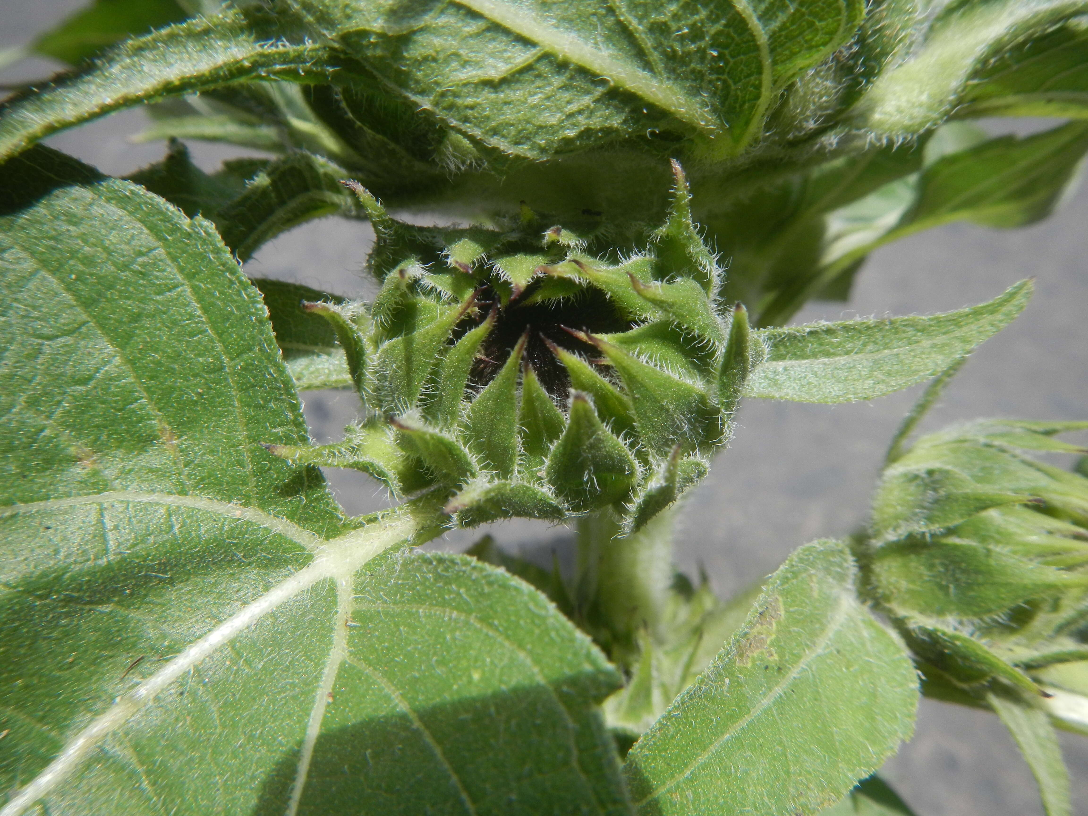 Image of common sunflower