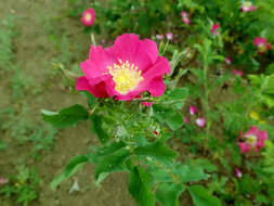 Image of prairie rose