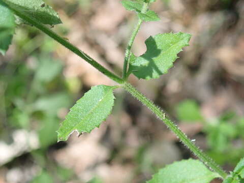 Image of Gonocarpus teucrioides DC.