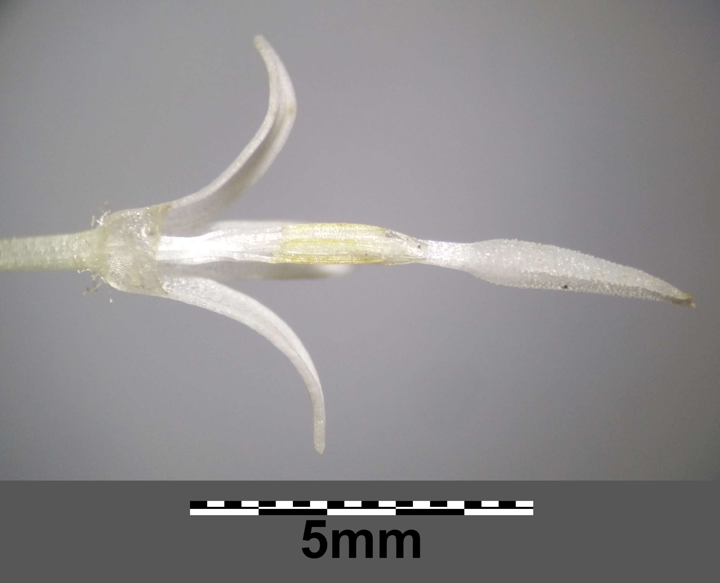 Image of Petasites albus (L.) Gaertn.