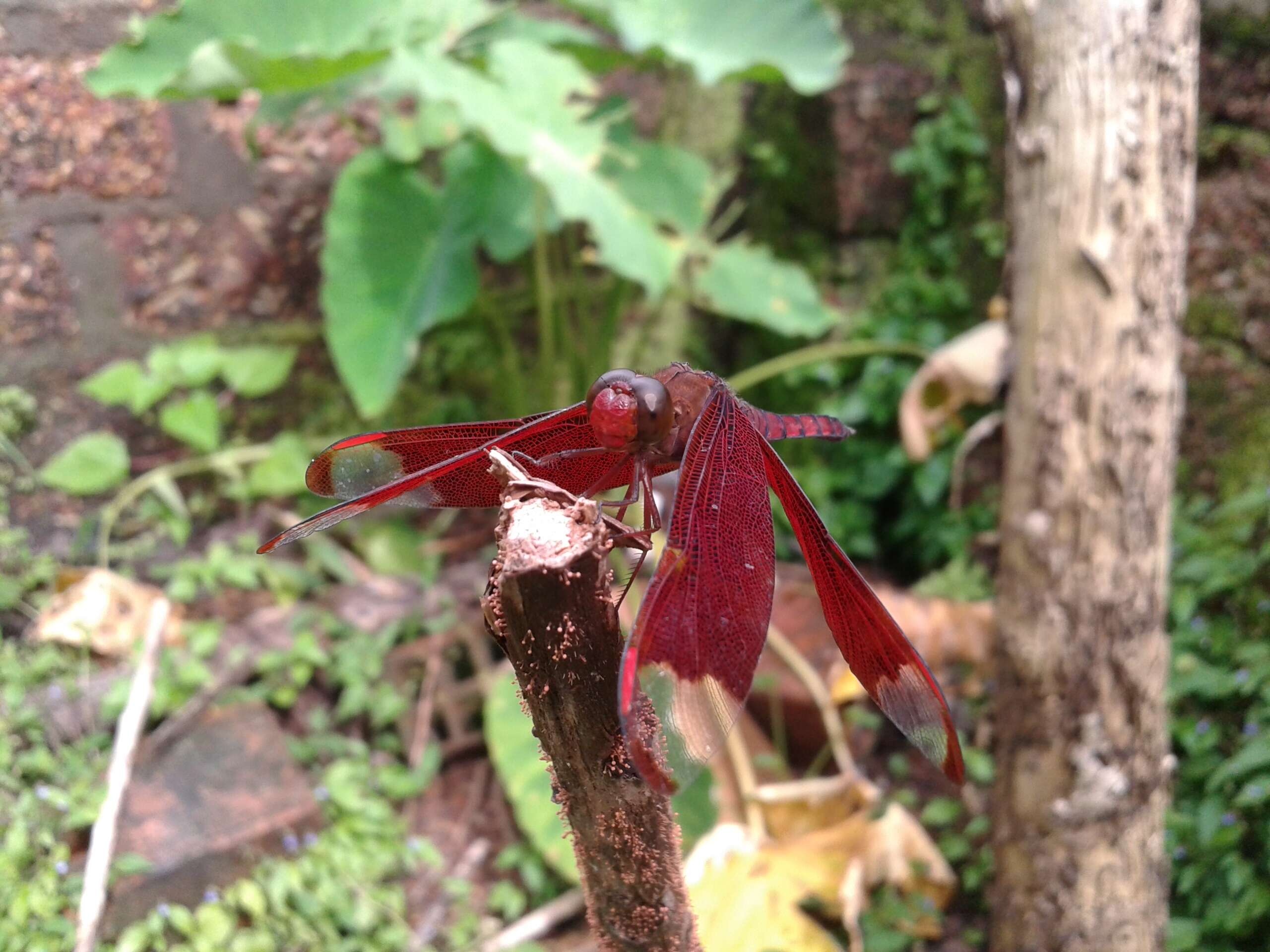 Image of Black Stream Glider