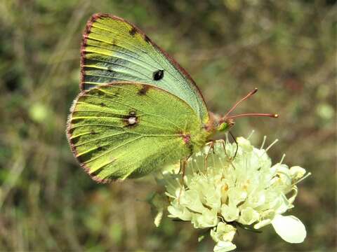 Image of bergers clouded yellow