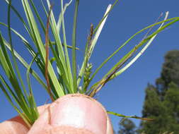 Image of Asian shortstem sedge