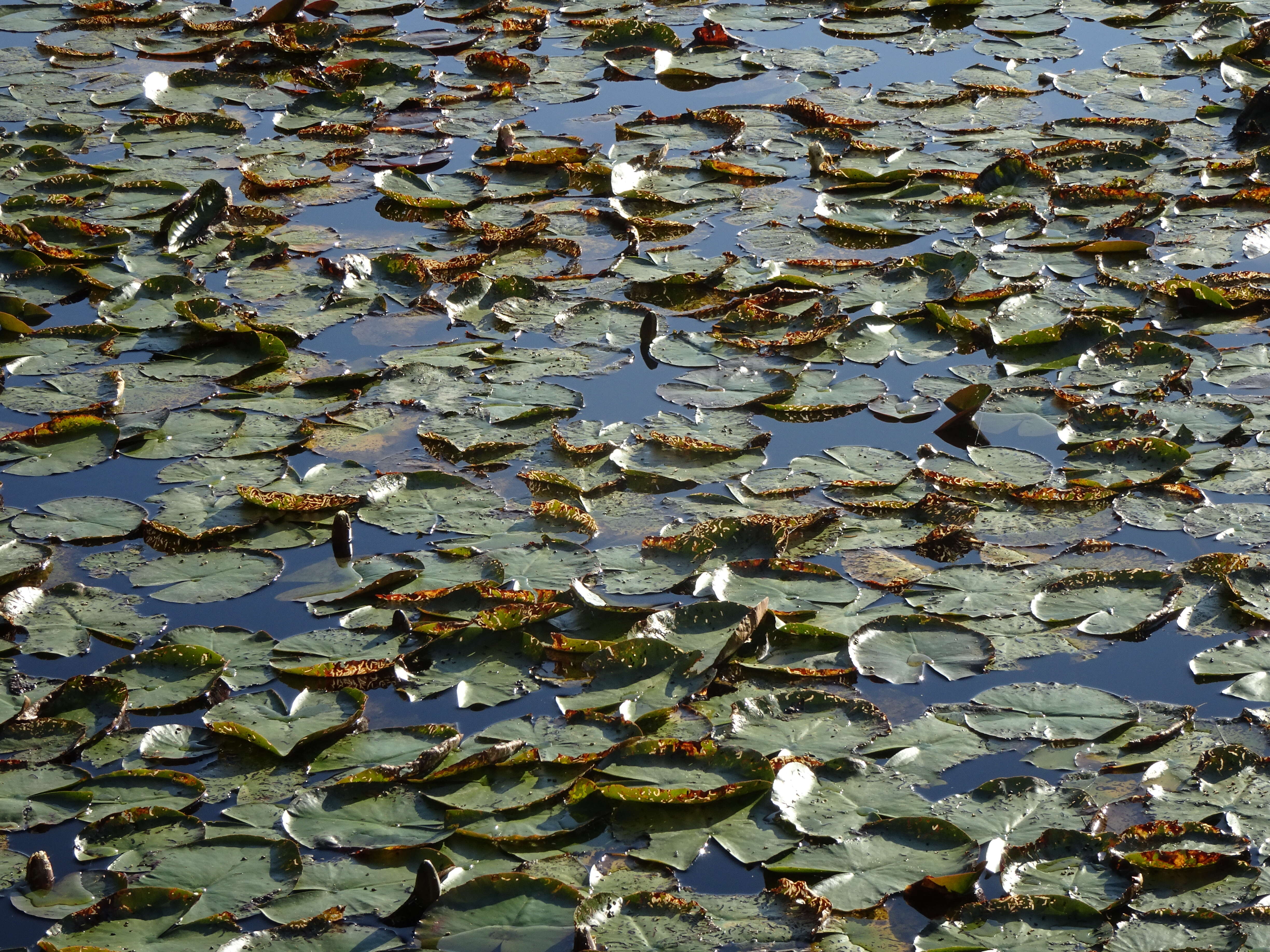 Image of European white waterlily