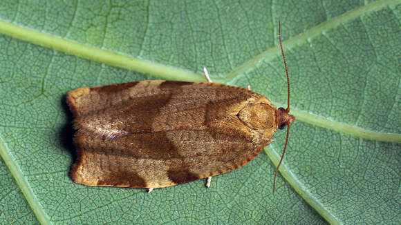 Image of Mountain-ash tortricid