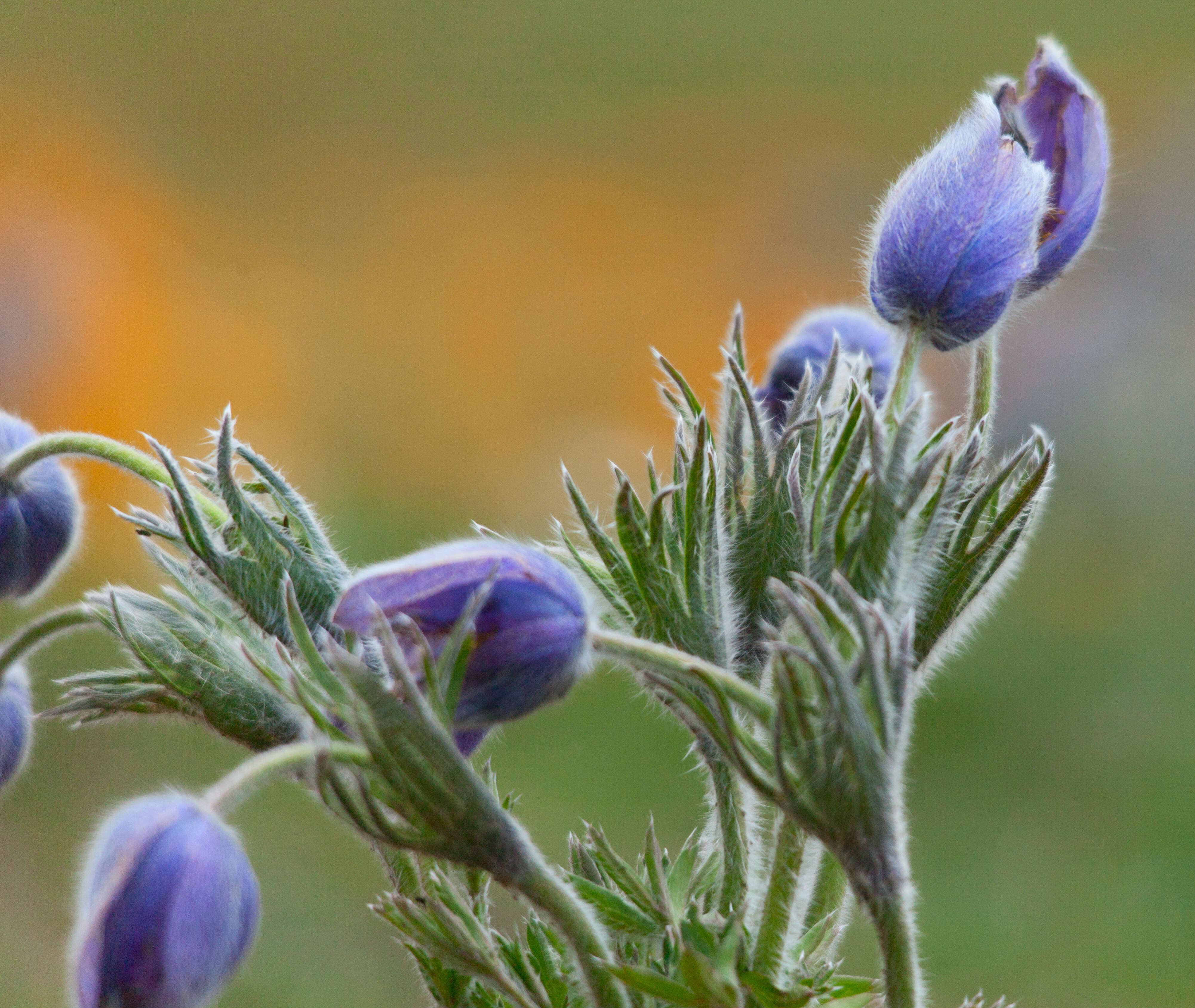 Image of Eastern Pasque Flower