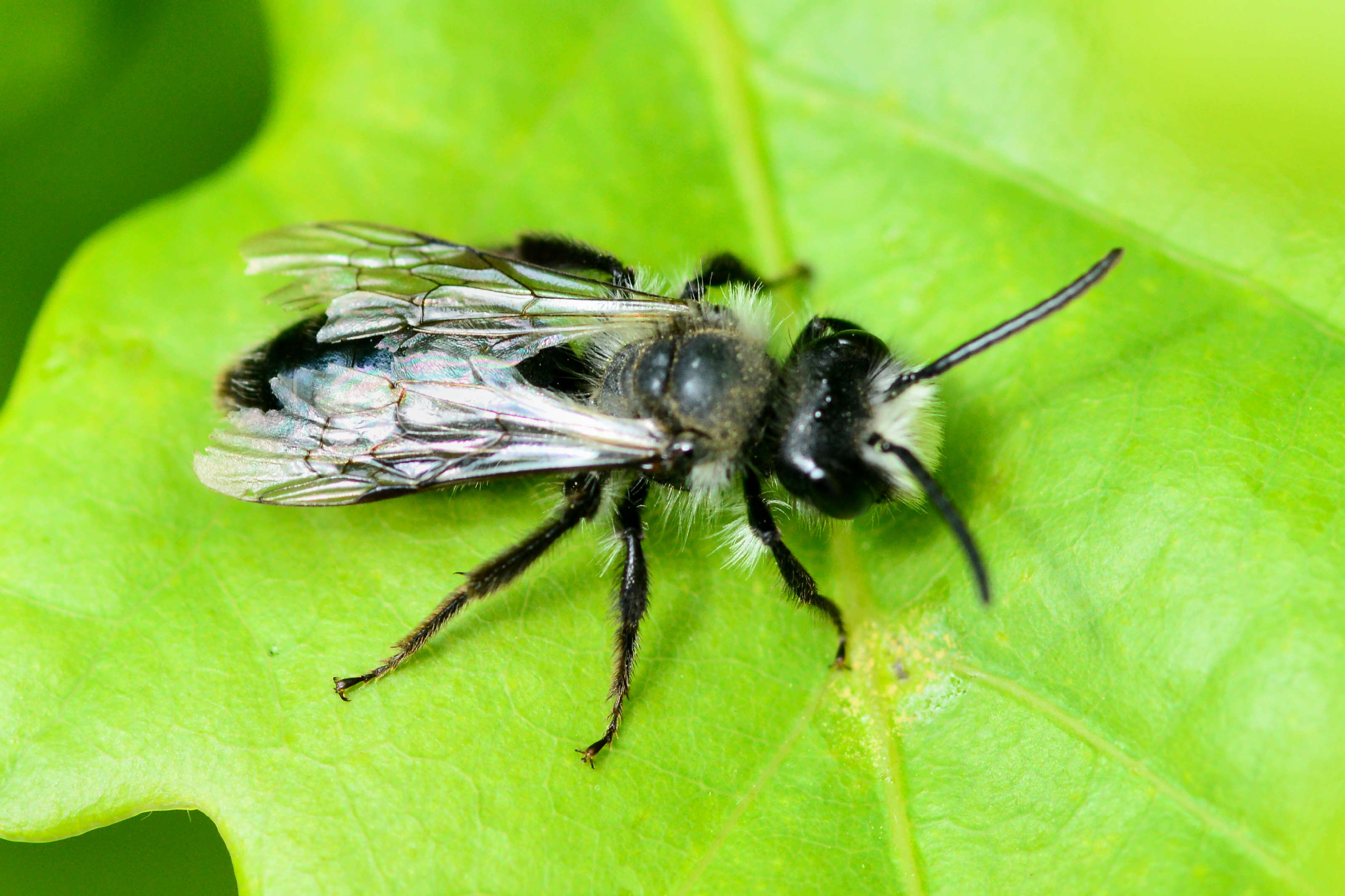 Image of Ashy Mining Bee