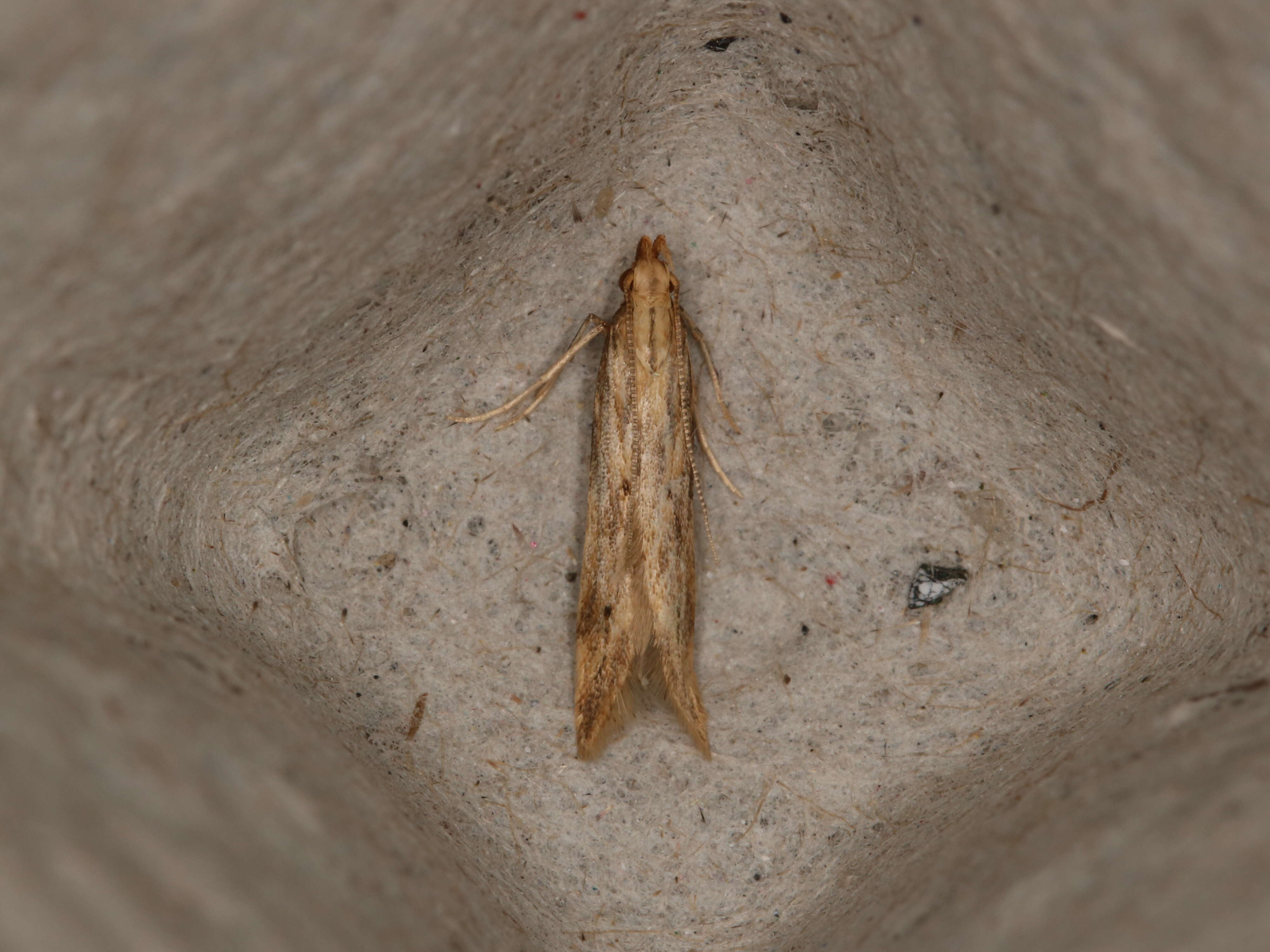 Image of Moth