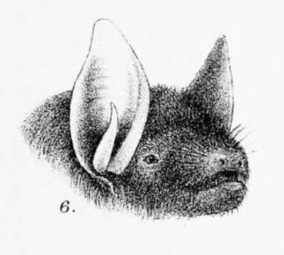 Image of Yellowish Myotis