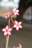 Image de Adenium obesum subsp. multiflorum (Klotzsch) G. D. Rowley