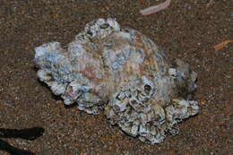 Image of barnacles