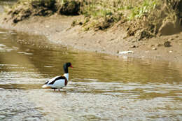 Image of shelduck, common shelduck