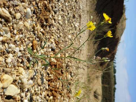 Image of narrowleaf hawksbeard