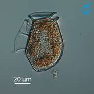 صورة Dinophysiaceae