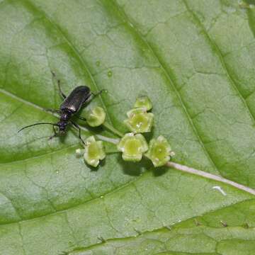 Image of Helwingia japonica (Thunb. ex Murray) F. G. Dietrich