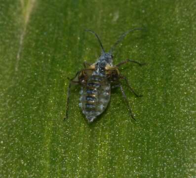 Image of Aphid