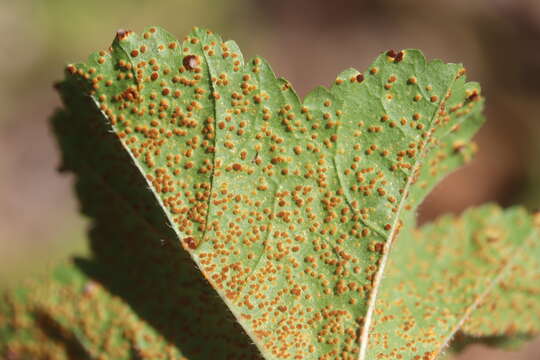 Imagem de Puccinia malvacearum Bertero ex Mont. 1852