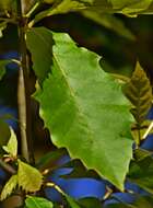 Imagem de Quercus xalapensis Bonpl.