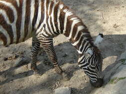 Image of zebra