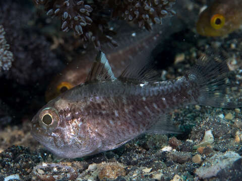 Image of Frostfin cardinalfish