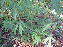 Image of Chinese motherwort