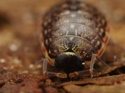 Image of Philoscia Latreille 1804